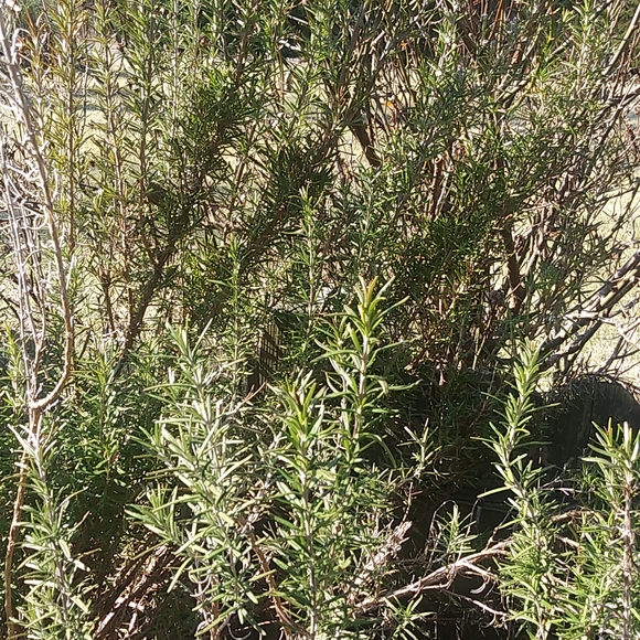 Rosemary - Picture 4 of 4